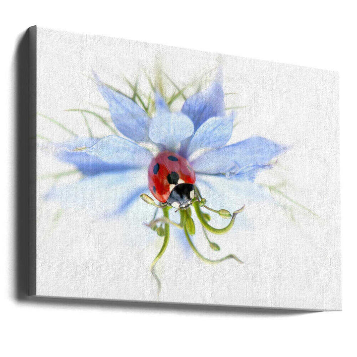 Serene Ladybug on Blue Flower - Floral Photographic Stretched Canvas Poster or Fine Art Print