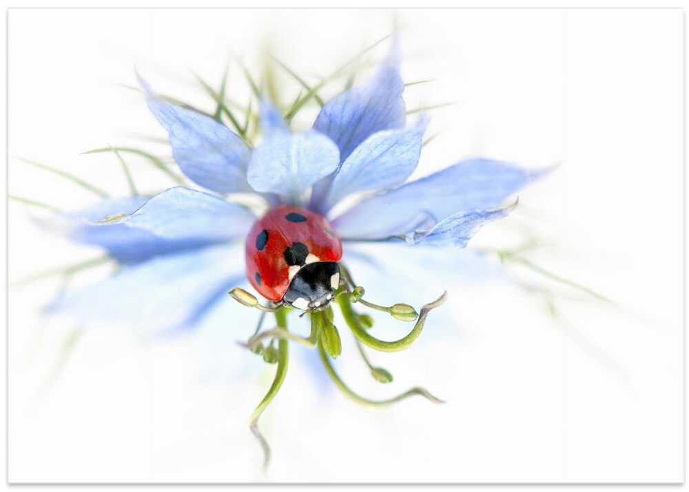 Serene Ladybug on Blue Flower - Floral Photographic Stretched Canvas Poster or Fine Art Print