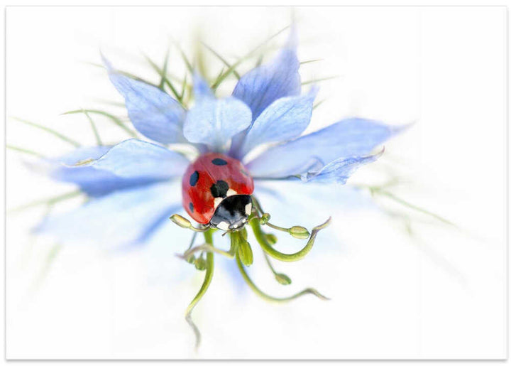 Serene Ladybug on Blue Flower - Floral Photographic Stretched Canvas Poster or Fine Art Print
