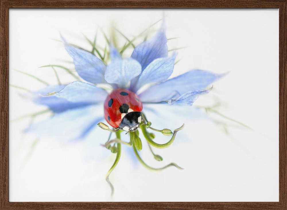 Serene Ladybug on Blue Flower - Floral Photographic Stretched Canvas Poster or Fine Art Print