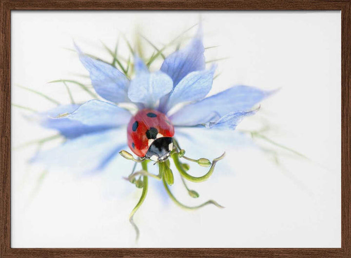 Serene Ladybug on Blue Flower - Floral Photographic Stretched Canvas Poster or Fine Art Print