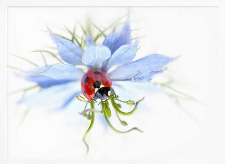 Serene Ladybug on Blue Flower - Floral Photographic Stretched Canvas Poster or Fine Art Print