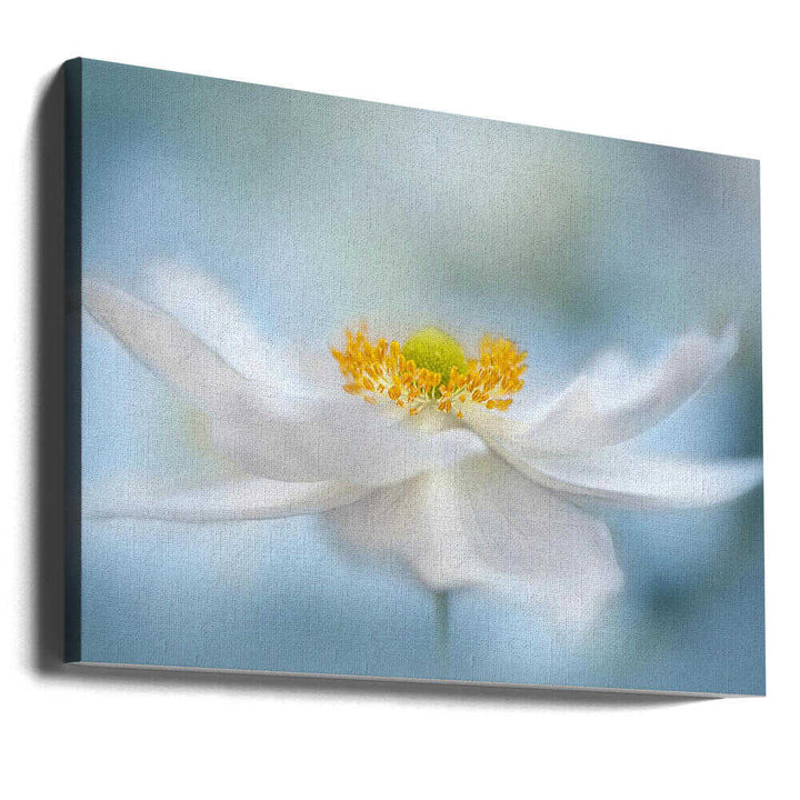 Serene White Bloom - Floral Photographic Stretched Canvas Poster or Fine Art Print