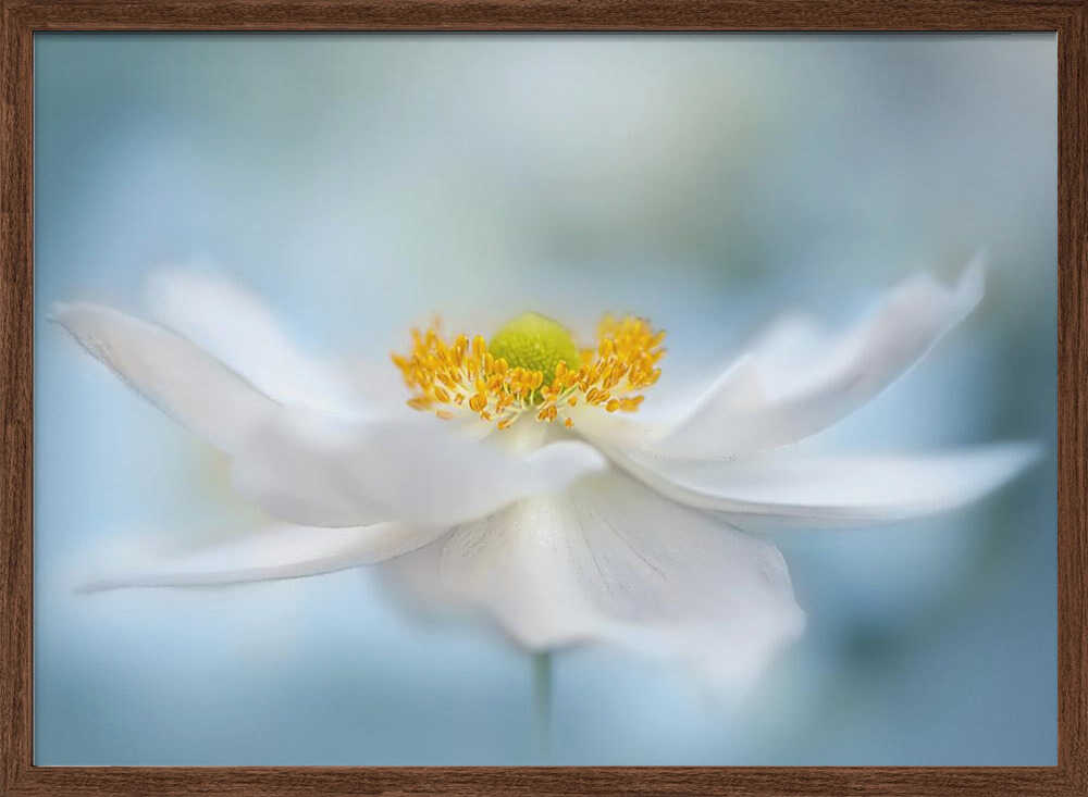 Serene White Bloom - Floral Photographic Stretched Canvas Poster or Fine Art Print