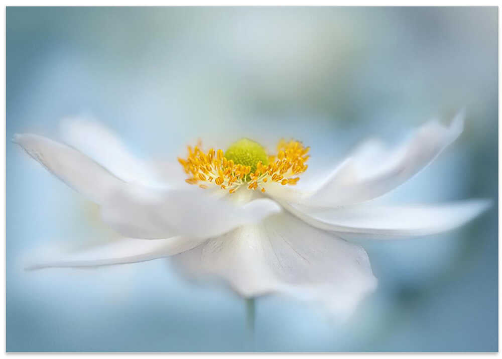 Serene White Bloom - Floral Photographic Stretched Canvas Poster or Fine Art Print