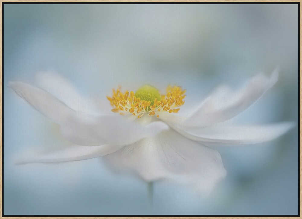 Serene White Bloom - Floral Photographic Stretched Canvas Poster or Fine Art Print