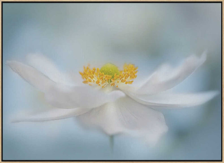 Serene White Bloom - Floral Photographic Stretched Canvas Poster or Fine Art Print