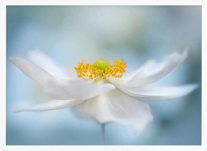 Serene White Bloom - Floral Photographic Stretched Canvas Poster or Fine Art Print
