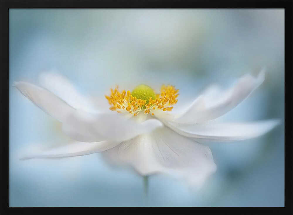 Serene White Bloom - Floral Photographic Stretched Canvas Poster or Fine Art Print