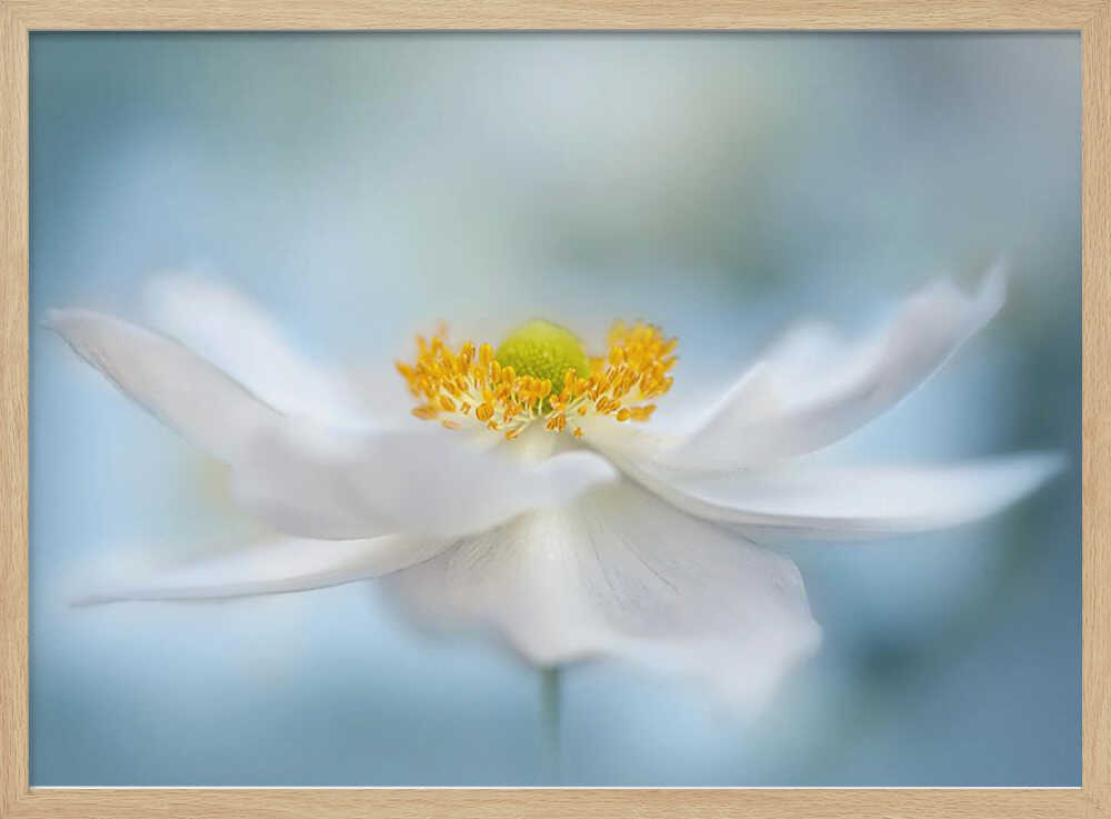 Serene White Bloom - Floral Photographic Stretched Canvas Poster or Fine Art Print