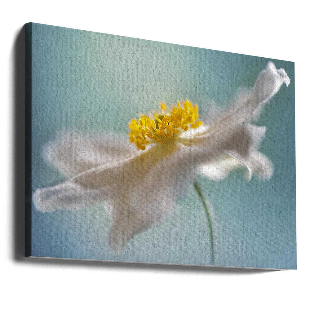 Serene White Petal Bloom - Floral Photographic Stretched Canvas Poster or Fine Art Print