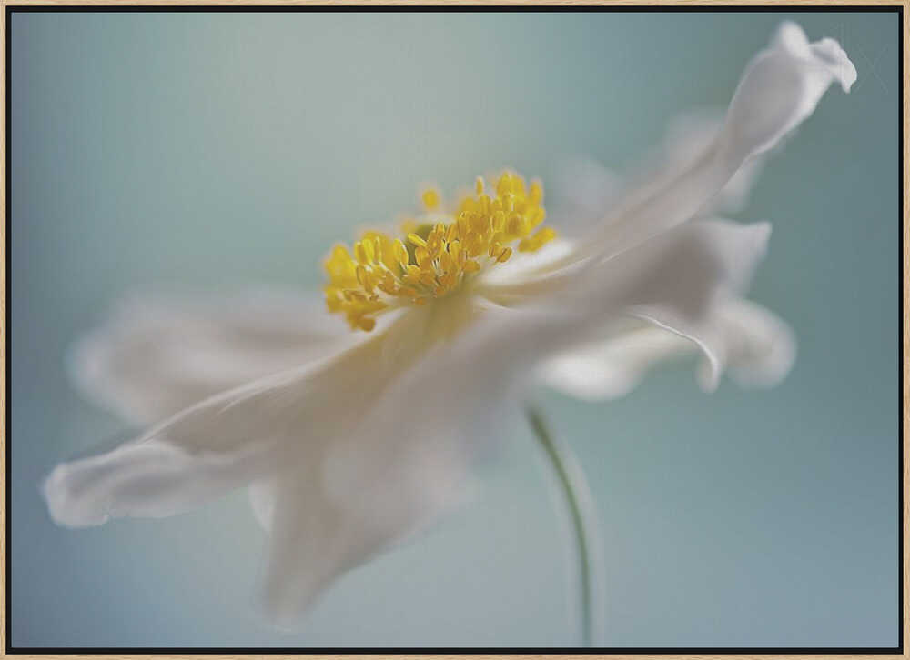 Serene White Petal Bloom - Floral Photographic Stretched Canvas Poster or Fine Art Print