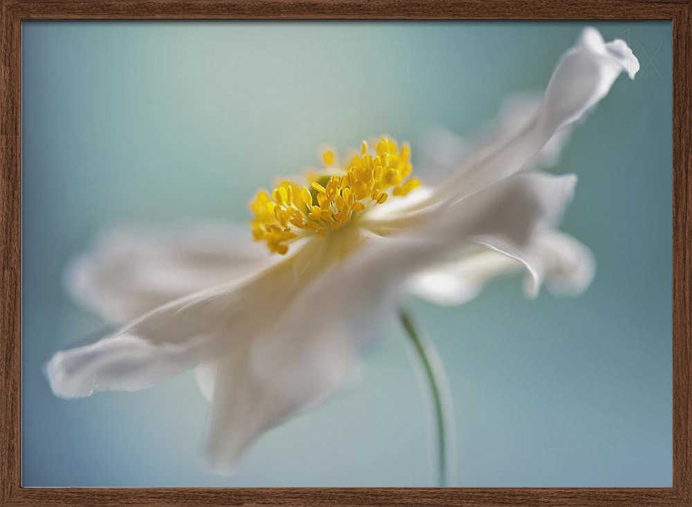 Serene White Petal Bloom - Floral Photographic Stretched Canvas Poster or Fine Art Print