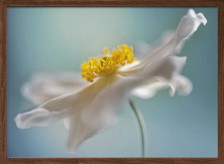 Serene White Petal Bloom - Floral Photographic Stretched Canvas Poster or Fine Art Print