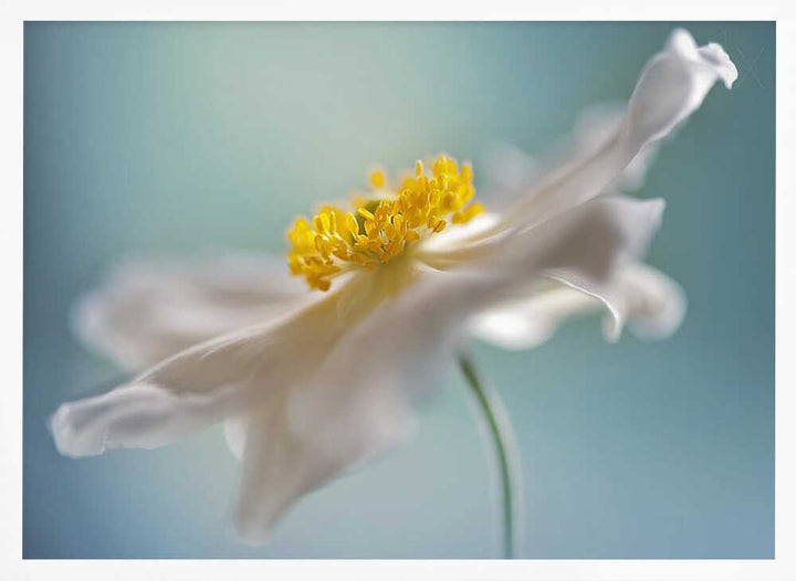 Serene White Petal Bloom - Floral Photographic Stretched Canvas Poster or Fine Art Print