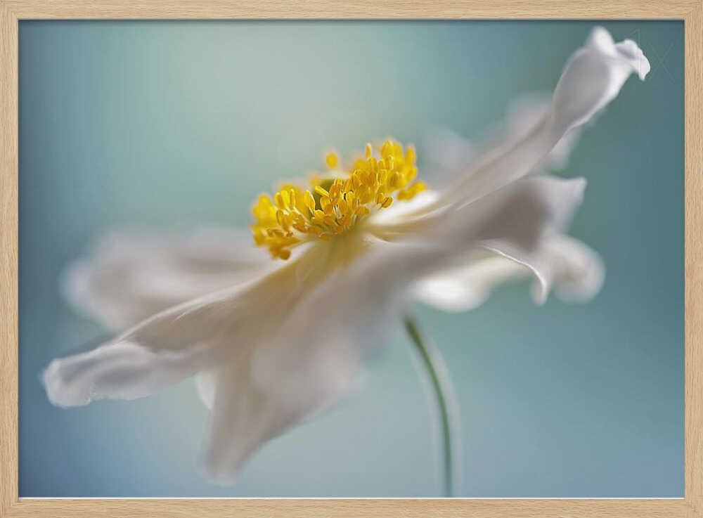Serene White Petal Bloom - Floral Photographic Stretched Canvas Poster or Fine Art Print