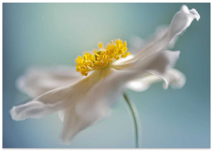Serene White Petal Bloom - Floral Photographic Stretched Canvas Poster or Fine Art Print