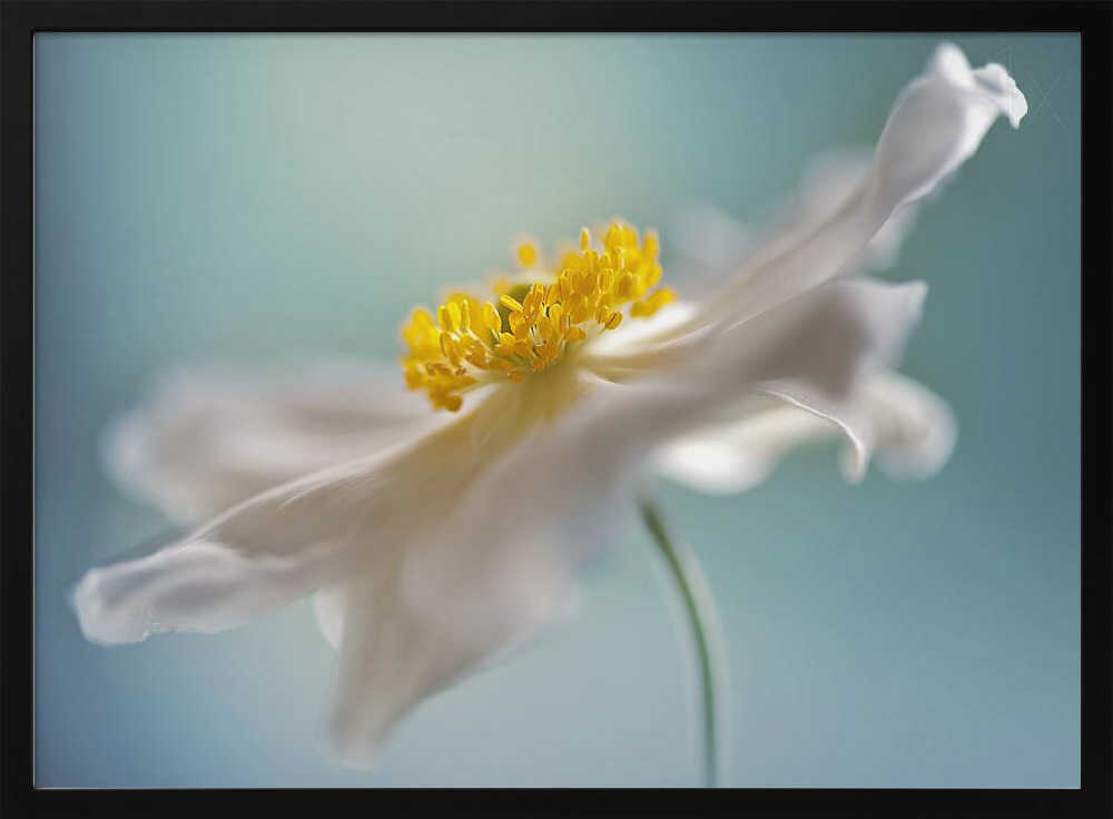 Serene White Petal Bloom - Floral Photographic Stretched Canvas Poster or Fine Art Print