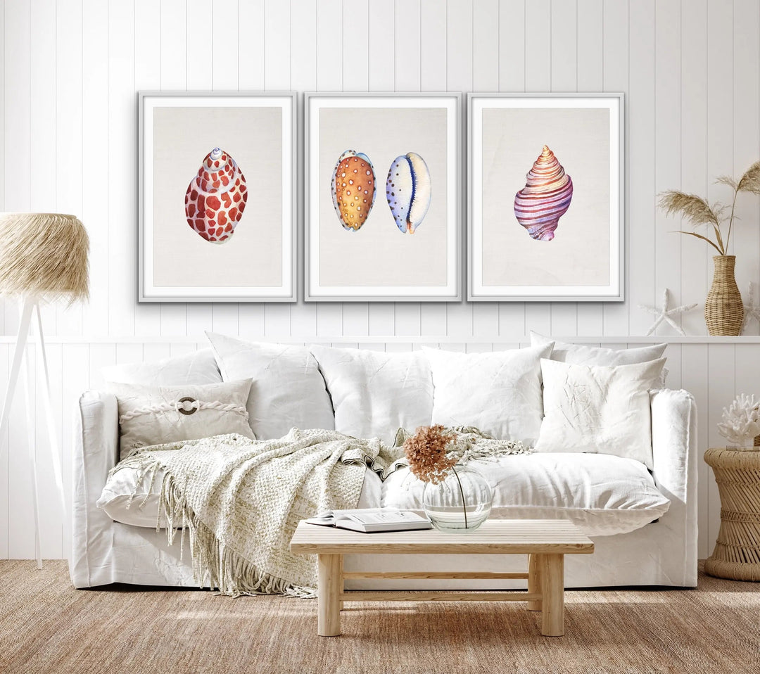 She Sells Seashells - Three Piece Shell Print Set For Coastal Style Homes Triptych - I Heart Wall Art