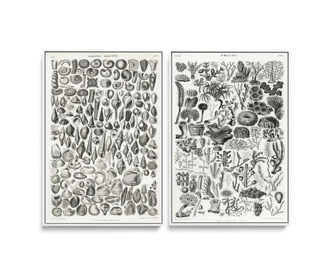 Two framed black and white botanical prints featuring detailed marine life illustrations including shells and coral