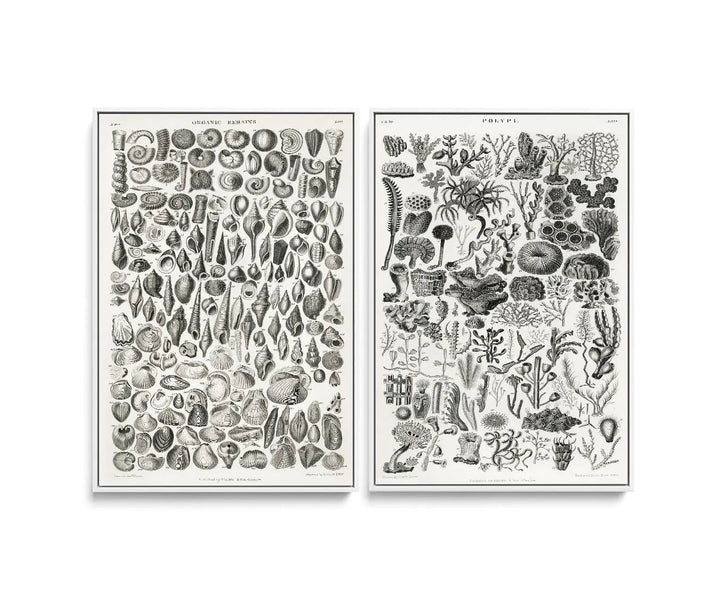 Two framed black and white botanical prints featuring detailed marine life illustrations including shells and coral