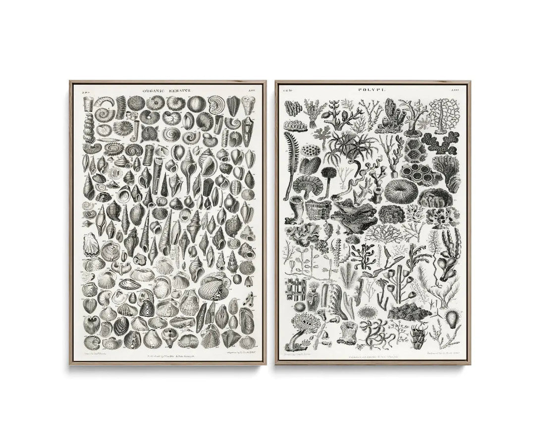 Two framed botanical prints of organic shells and marine algae in black and white line art on off-white paper