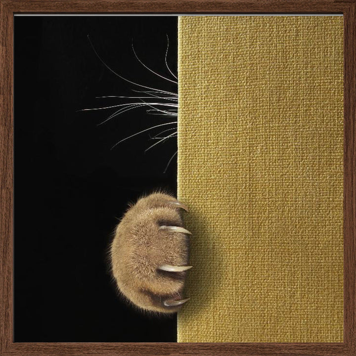 Shy cat ... - Square Stretched Canvas, Poster or Fine Art Print I Heart Wall Art