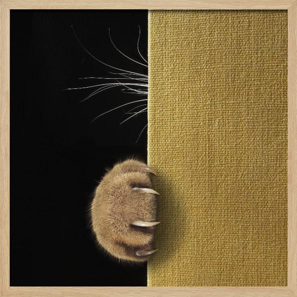 Shy cat ... - Square Stretched Canvas, Poster or Fine Art Print I Heart Wall Art