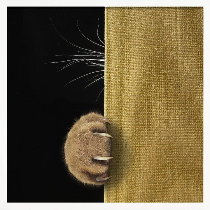 Shy cat ... - Square Stretched Canvas, Poster or Fine Art Print I Heart Wall Art