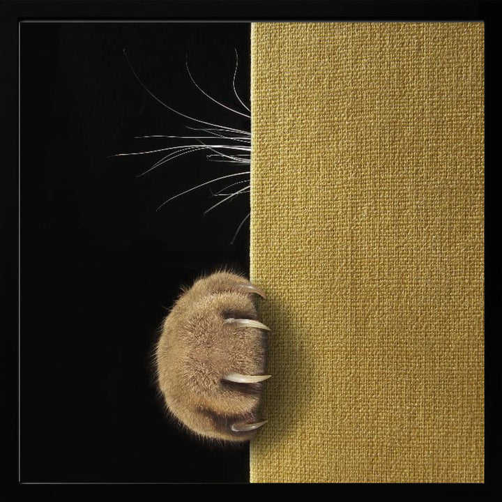 Shy cat ... - Square Stretched Canvas, Poster or Fine Art Print I Heart Wall Art