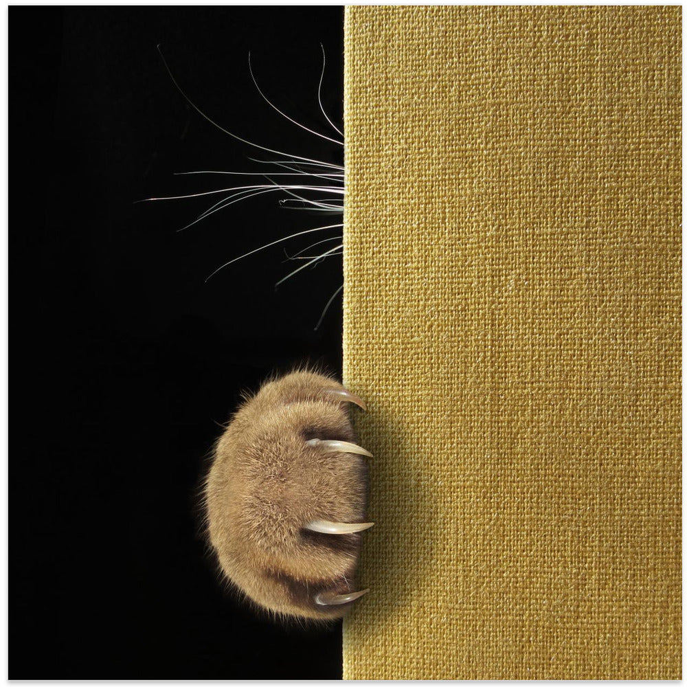 Shy cat ... - Square Stretched Canvas, Poster or Fine Art Print I Heart Wall Art