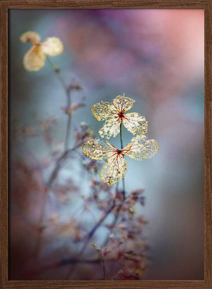 Simple Nature - Floral Photographic Stretched Canvas Poster or Fine Art Print