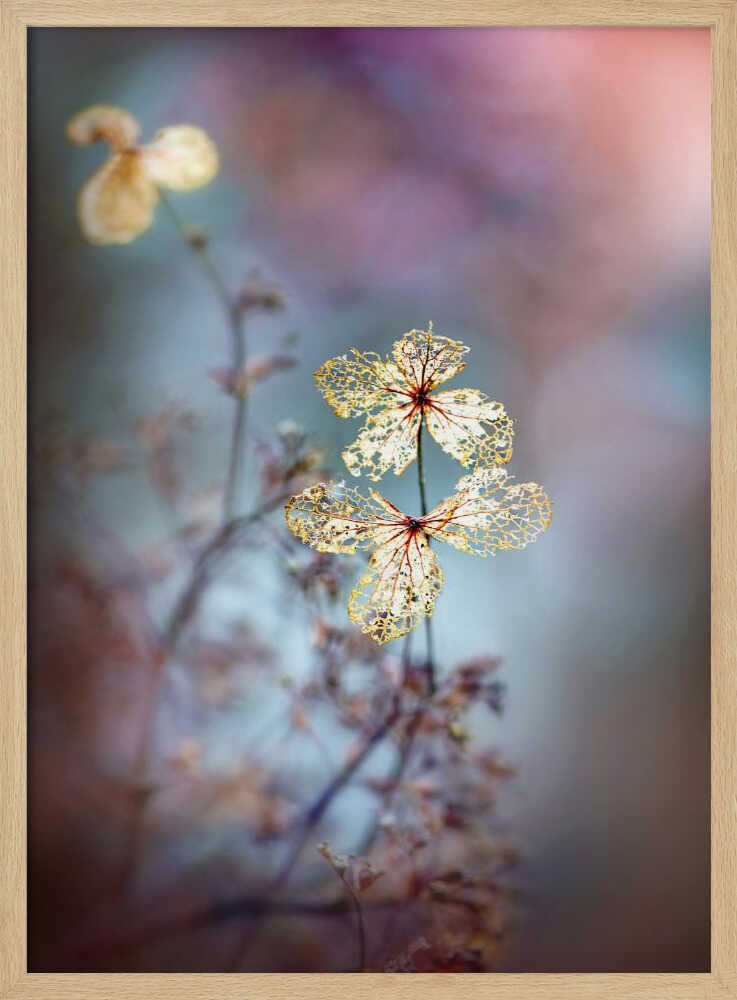 Simple Nature - Floral Photographic Stretched Canvas Poster or Fine Art Print