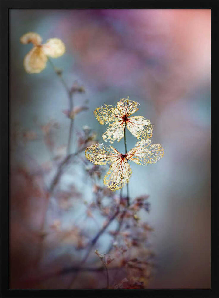 Simple Nature - Floral Photographic Stretched Canvas Poster or Fine Art Print