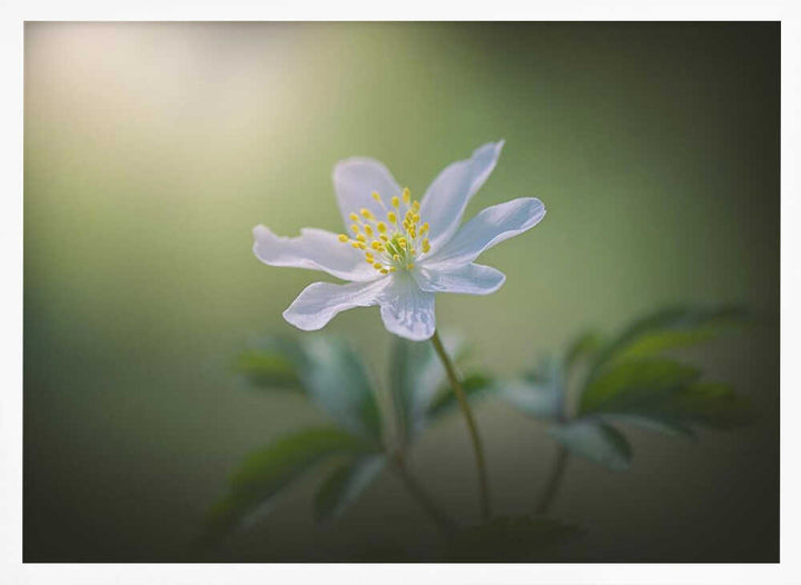 Simplicity - Floral Photographic Stretched Canvas Poster or Fine Art Print