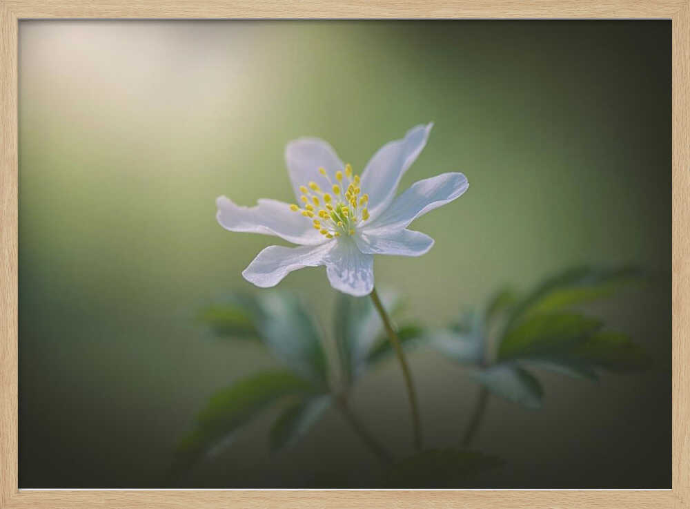Simplicity - Floral Photographic Stretched Canvas Poster or Fine Art Print