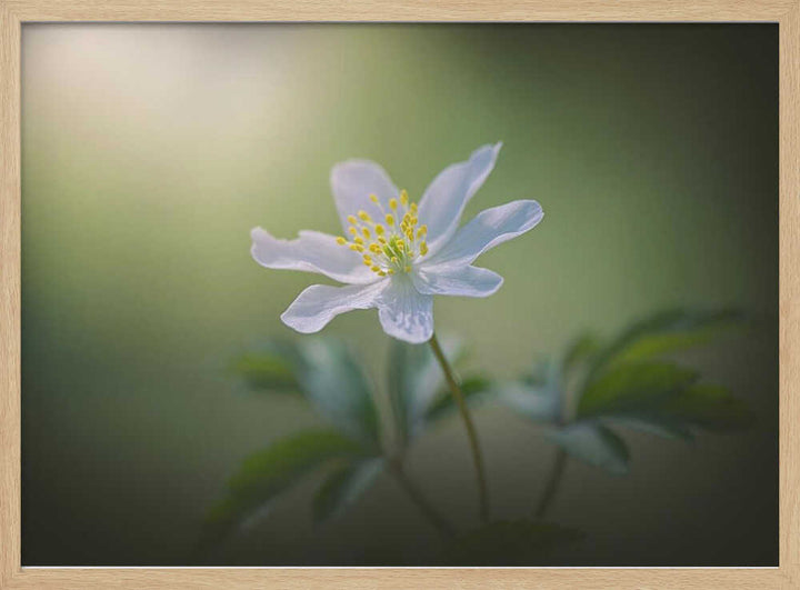Simplicity - Floral Photographic Stretched Canvas Poster or Fine Art Print