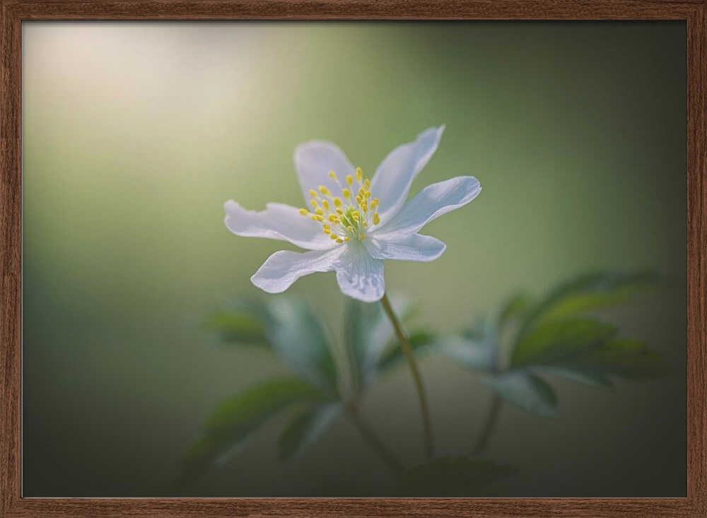 Simplicity - Floral Photographic Stretched Canvas Poster or Fine Art Print