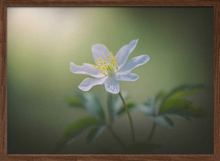 Simplicity - Floral Photographic Stretched Canvas Poster or Fine Art Print