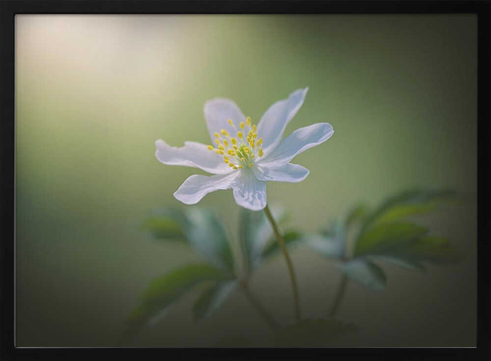 Simplicity - Floral Photographic Stretched Canvas Poster or Fine Art Print