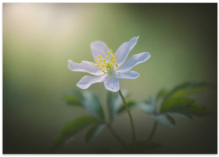 Simplicity - Floral Photographic Stretched Canvas Poster or Fine Art Print