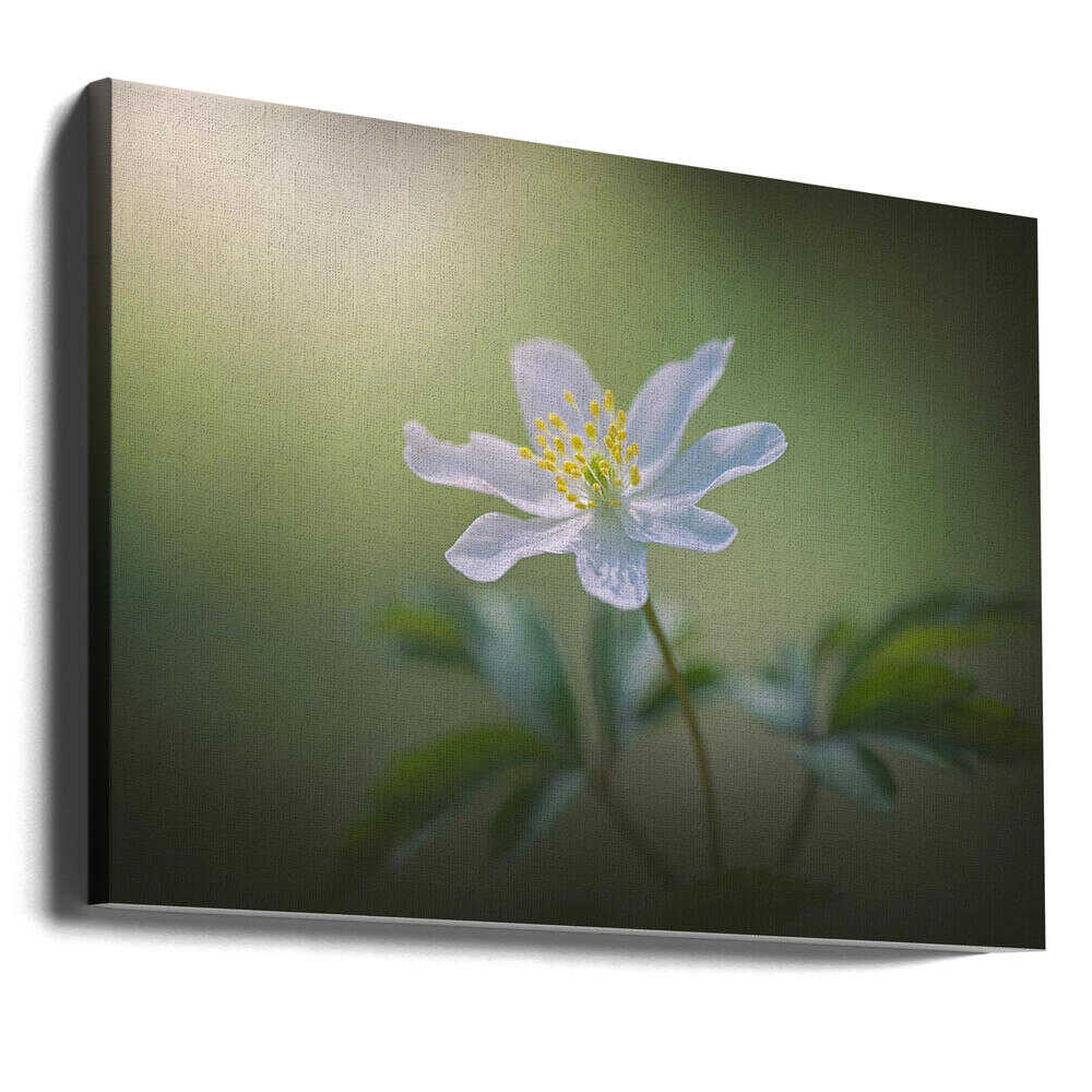Simplicity - Floral Photographic Stretched Canvas Poster or Fine Art Print