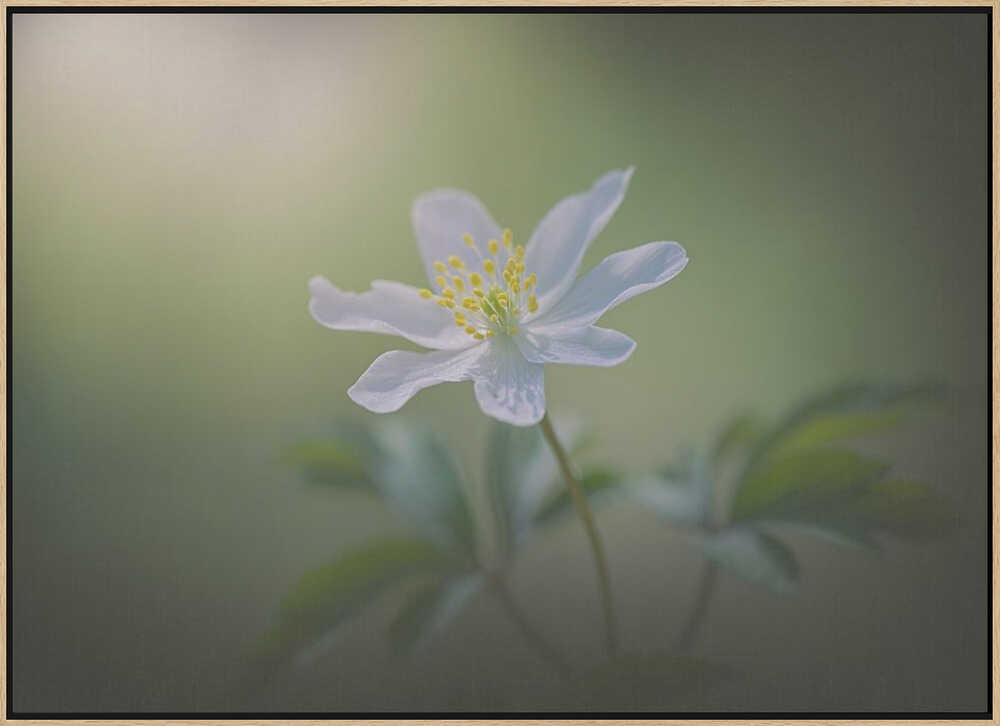 Simplicity - Floral Photographic Stretched Canvas Poster or Fine Art Print