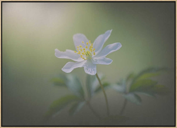 Simplicity - Floral Photographic Stretched Canvas Poster or Fine Art Print