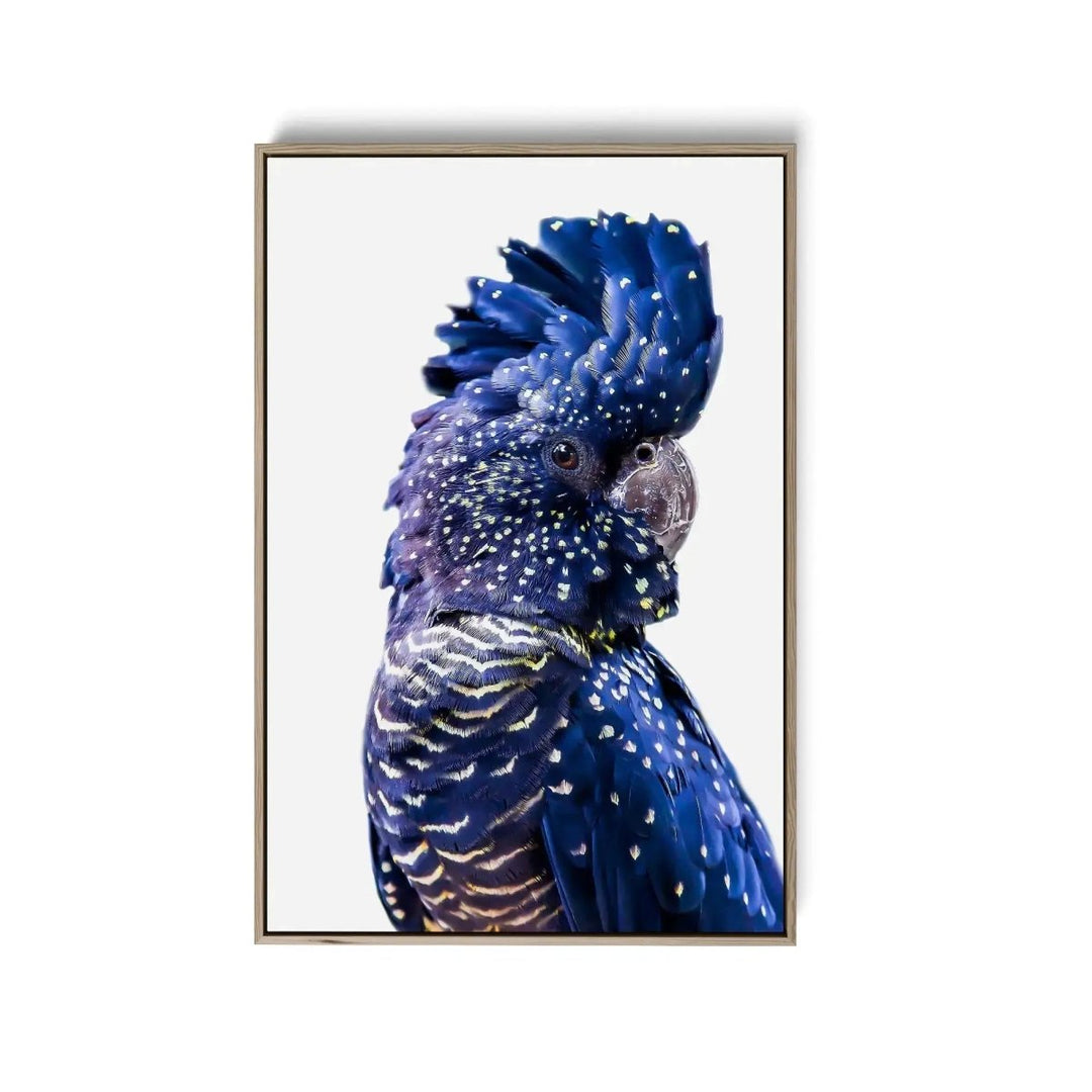 Single Black Cockatoo - Black Cockatoo Wall Art Print Stretched Canvas Wall Art - I Heart Wall Art - Poster Print, Canvas Print or Framed Art Print