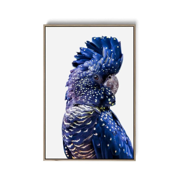 Single Black Cockatoo - Black Cockatoo Wall Art Print Stretched Canvas Wall Art - I Heart Wall Art - Poster Print, Canvas Print or Framed Art Print