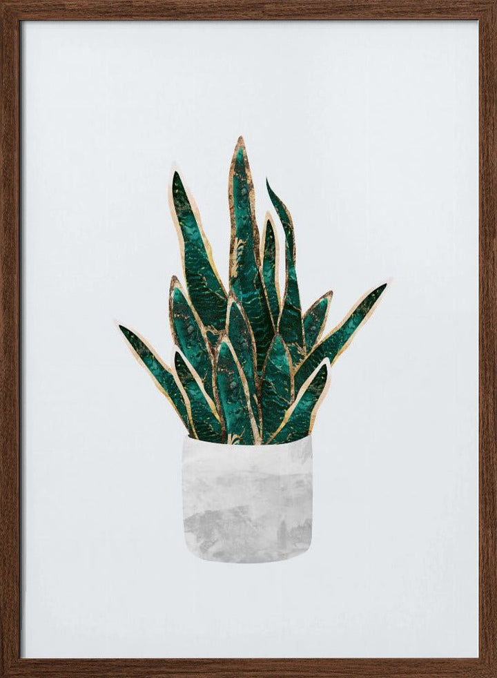 Snake Plant - Stretched Canvas, Poster or Fine Art Print - I Heart Wall Art - Poster Print, Canvas Print or Framed Art Print