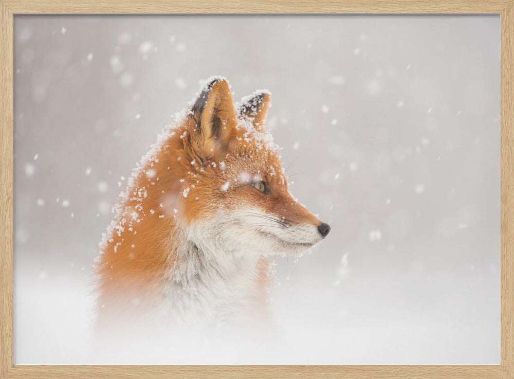 Snow is falling… - Stretched Canvas, Poster or Fine Art Print I Heart Wall Art