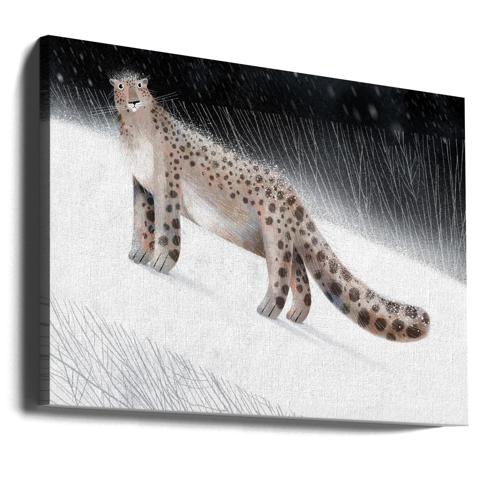 Snow Leopard - Stretched Canvas, Poster or Fine Art Print I Heart Wall Art