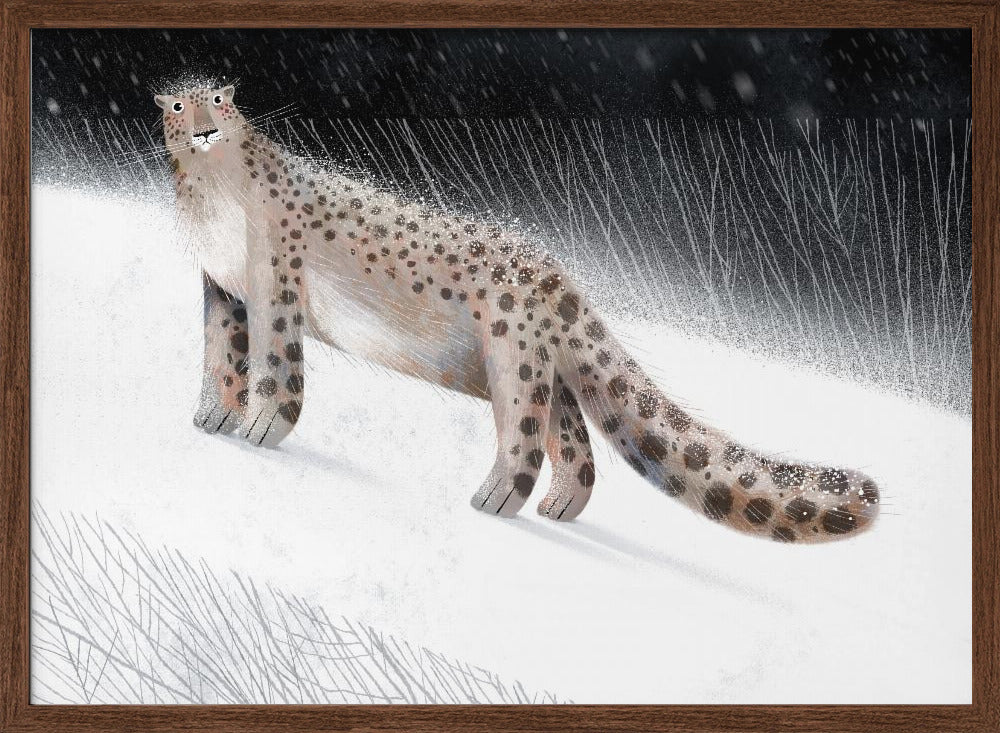 Snow Leopard - Stretched Canvas, Poster or Fine Art Print I Heart Wall Art